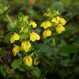 Pedicularis alopercuros